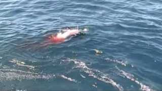 Giant Mako Shark attacks swordfish boobytrapfishingteamcom [upl. by Caprice824]