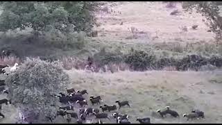 Mastina Española protegiendo al ganado de un jabalíGimena de Castilluelo [upl. by Castera]