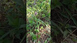 A beautiful purple weedplant in the Philippines [upl. by Dulsea]