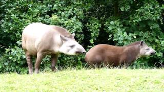 Gaiazoo  Braziliaanse tapir 2010 [upl. by Harbot61]