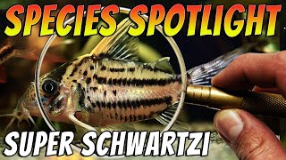 Discover the Enigmatic Super Schwartzi Corydoras CW028 [upl. by Dett]