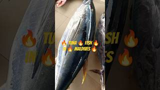 🔥 Tuna 🔥 fish 🔥 in 🔥 Maldives 🔥 comedy 🔥funny 🔥 [upl. by Neelrak]