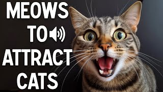 Meows to attract cats  make your cat reacts [upl. by Osber]