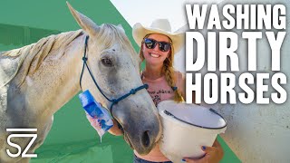 How to Wash a Really Big Dirty Horse [upl. by Dnanidref]