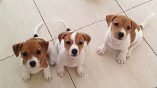 🐶Cute Puppies Doing Funny Things 2022🐶 10 Cutest Dogs [upl. by Annaierb850]