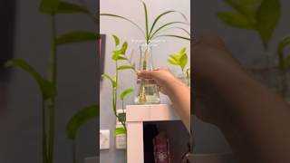 How to propagate Dracaena Marginata water propagation of dracaena marginatapropagation dracaena [upl. by Kimberlyn444]