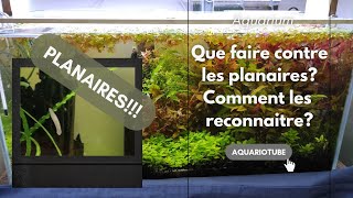 Les planaires en aquarium deau douce Comment les reconnaître [upl. by Lemaj523]