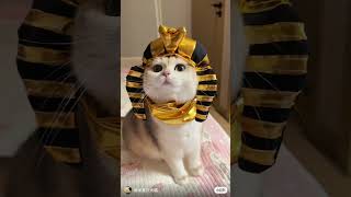 This cat is Egyptian [upl. by Yrkcaz]