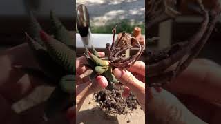 Haworthia Leaf propagation [upl. by Leuname]