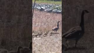 Shikoku DOG meets Geese dog adorabledog [upl. by Weber16]