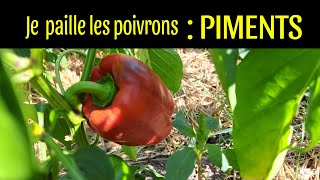 paillages des poivrons piments [upl. by Notlaw534]