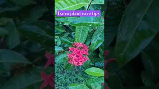 Ixora plant care tips gardening gardeningadvice YouTube shorts nature lover [upl. by Gnex]