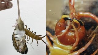 Centipede Feeding Up Close – Giant Centipedes Biting And Eating [upl. by Hartman]