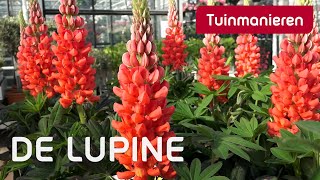 De waanzinnige Lupine  Tuinmanieren [upl. by Portia]