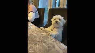 Sexy and funny Dog 🤣🥰🐶🎼🎵🔊 [upl. by Leilani216]