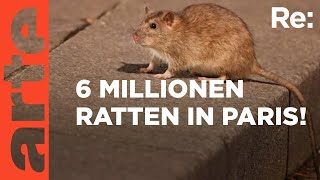 Ratten in Paris  gefährliche Plage  ARTE Re Reupload [upl. by Batty341]