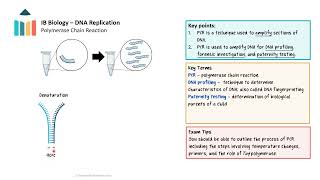 DNA Replication IB Biology SLHL [upl. by Kcirtap]