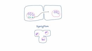 Respiratory Syncytial Virus RSV  Pathophysiology [upl. by Zawde]