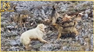 Maremmano Abruzzese  The Italian Wolf Crusher dog [upl. by Kennie]