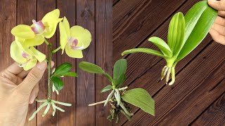 Know this secret You can easily propagate orchids at home [upl. by Enelehs]