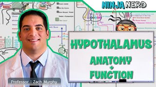 Neurology  Hypothalamus Anatomy amp Function [upl. by Annibo]