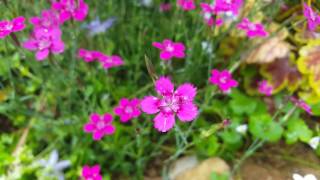 dianthus deltoides [upl. by Amato]