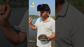 म्हणून कासवाला नदीमध्ये सोडलं  Turtle Released In The River turtle sagunabaug [upl. by Jania]