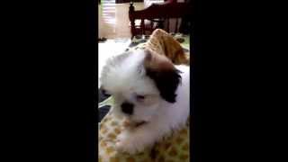 Shih Tzu puppy preparing to sleep [upl. by Anirbys]