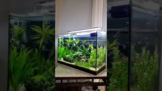 Incredible neon tetra tank [upl. by Crespi]