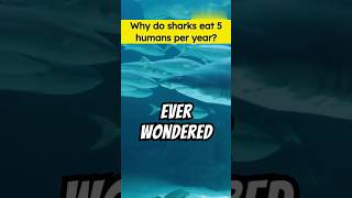 Why do Sharks eat 5 Humans per Year  shorts youtubeshorts [upl. by Llehsyt]