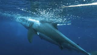 Paul Walker the Great White Sharks Epic Lunge The Majesty of Guadalupe Island [upl. by Annyrb527]