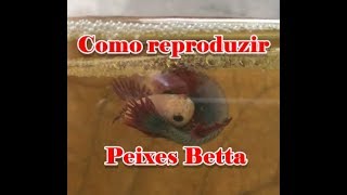 Como reproduzir Bettas Passo a Passo [upl. by Acker457]