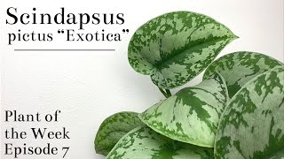 How To Care For Scindapsus pictus “Exotica”  Plant Of The Week Ep 7 [upl. by Pan]