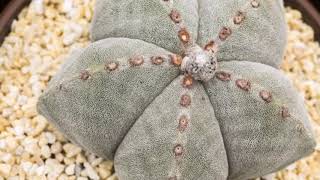 Our Astrophytum Myriostigma Latest Collection [upl. by Walke]