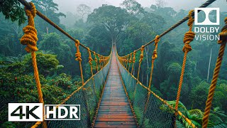 JAW DROPPING 4K 60FPS HDR  Dolby Vision 4K Video [upl. by Nalhsa]