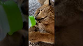 Любимая соска Оскара 😊 caracat caracals каракет animals savanna savannah [upl. by Aidnyl996]