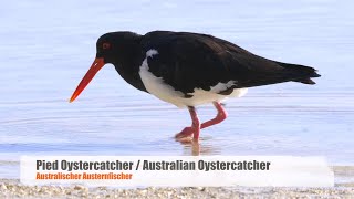 Australian Oystercatcher Call birds birdsounds [upl. by Peedus]