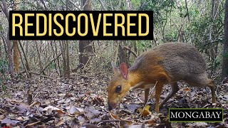 Scientists rediscover missing mammal the silverbacked chevrotain [upl. by Alma]