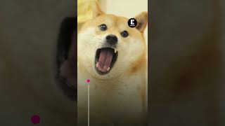 Murió Kabosu la shiba inu de los memes shorts [upl. by Laurance]