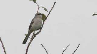 Northern Mockingbird Germany 2024 [upl. by Hildegarde12]