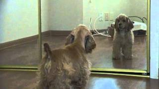 Cocker spaniel puppy in the mirror [upl. by Rotman]