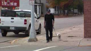 Coton De Tulear Bentley  Boot Camp Dog Training Graduate [upl. by Nanerb970]