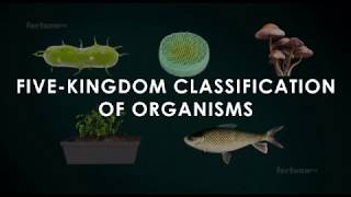 Five kingdoms of classification  studyanimated [upl. by Nagle]