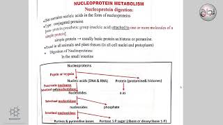 Nucleoprotein Metabolism [upl. by Bullivant]