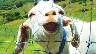 Funny Goats 2017 🐑 🐐 GOATS Making Funny Sounds and Noises Funny Pets [upl. by Akemor]