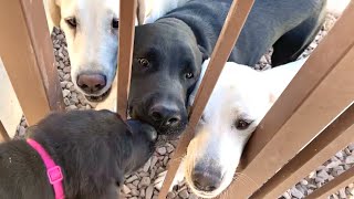 THE LAST LABRADOR PUPPY SAYS BYE TO HER FAMILY [upl. by Okikuy]