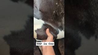 TRP In Cow cattle trp cow farmanimals shorts goat veterinary medicine horse buffalo pets [upl. by Nojid]