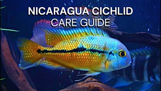 Nicaraguan Cichlid  Nicaragua Cichid Care Guide  Hypsophrys Nicaraguensis Species  Macaw cichlid [upl. by Tuddor]