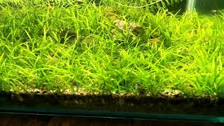 Shallow tank full of Sagittaria subulata [upl. by Caroline]