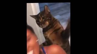 Cat smacking girl while she’s doing her makeup🤣💀 shorts [upl. by Werdna]